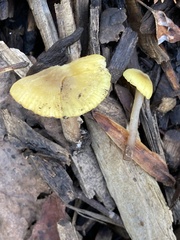 Neohygrocybe