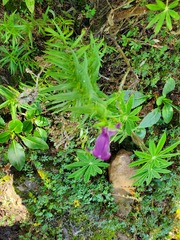 Penstemon campanulatus