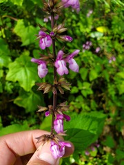 Salvia carnea