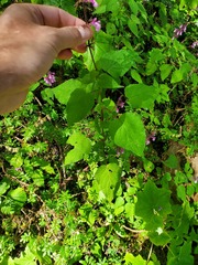Salvia carnea