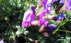Oxytropis podocarpa