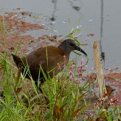 Pardirallus sanguinolentus