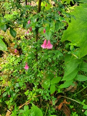 Fuchsia microphylla