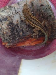 Sceloporus occidentalis