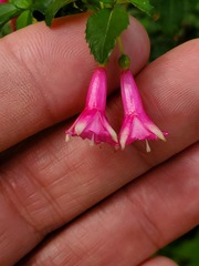 Fuchsia microphylla