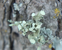Ramalina