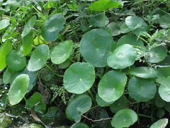 Hydrocotyle bonariensis