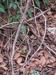 Gerrhonotus infernalis