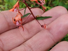 Lopezia racemosa