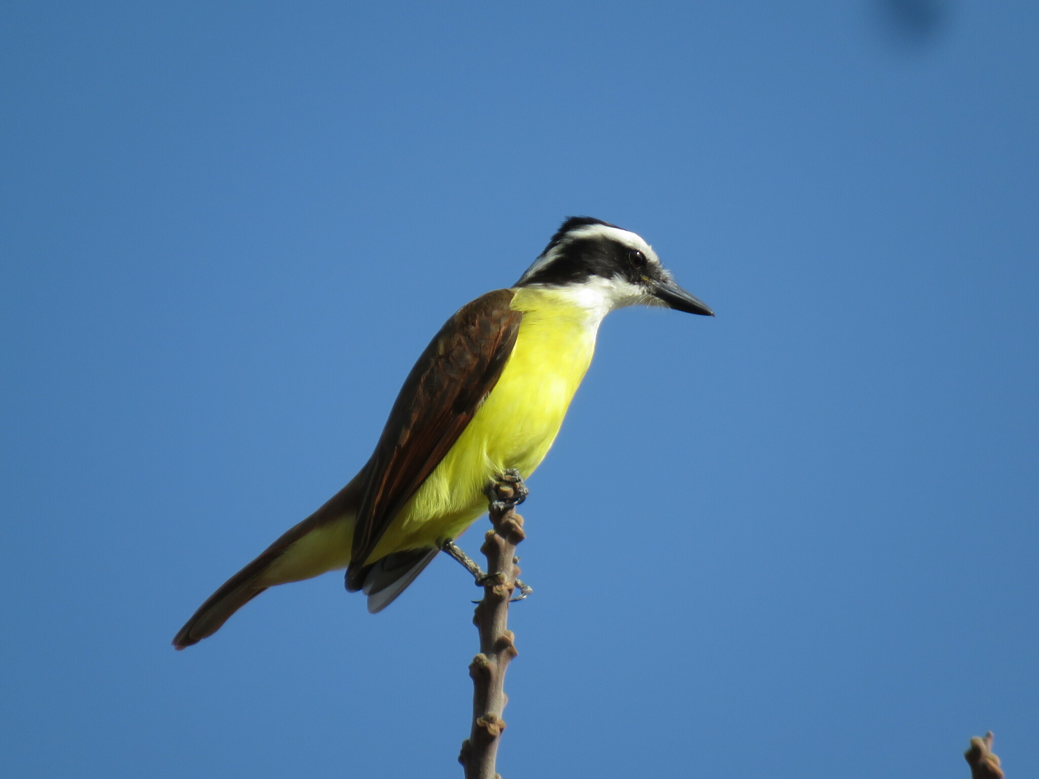 Pitangus sulphuratus (Linnaeus, 1766)