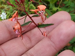 Lopezia racemosa