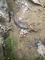 Cordyceps sinclairii