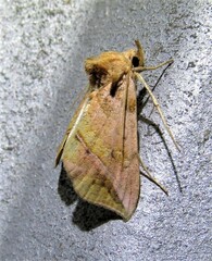 Pseudeva purpurigera