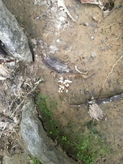 Cordyceps sinclairii