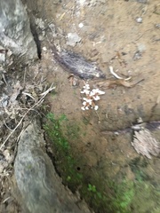 Cordyceps sinclairii