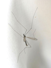 Dicranomyia