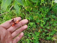 Lopezia racemosa