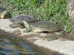 Apalone spinifera emoryi