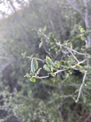 Cercocarpus betuloides