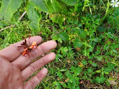 Lopezia racemosa