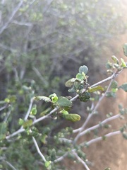 Cercocarpus betuloides