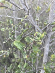 Cercocarpus betuloides