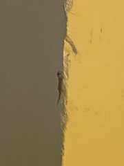 Hemidactylus mabouia