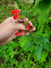 Salvia fulgens