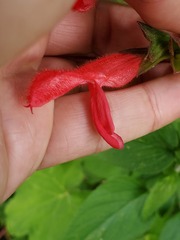 Salvia fulgens