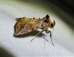 Pseudeva purpurigera