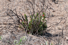 Diplacus parviflorus