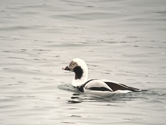 Clangula hyemalis