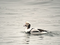 Clangula hyemalis
