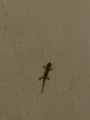 Hemidactylus mabouia