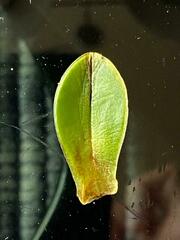 Veronica macrocalyx macrocalyx