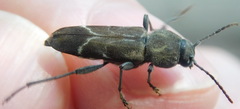 Xylotrechus