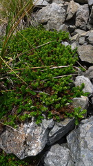 Veronica macrocalyx macrocalyx