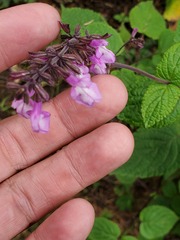 Salvia carnea