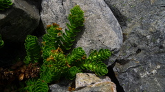 Veronica macrocalyx macrocalyx