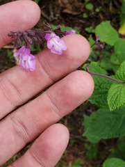 Salvia carnea