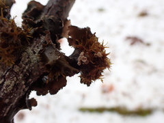 Rimbachia arachnoidea