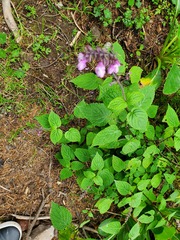 Salvia carnea