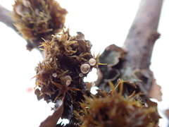 Rimbachia arachnoidea