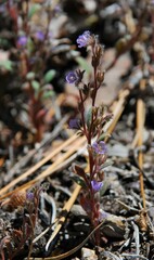 Phacelia austromontana