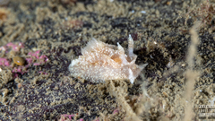 Goniodoris castanea