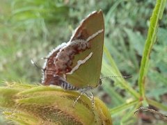 Chlorostrymon simaethis