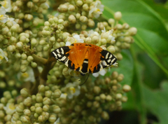 Symmachia rubina