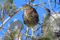 Nycticorax nycticorax nycticorax