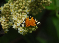 Symmachia rubina
