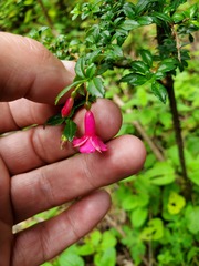 Fuchsia microphylla